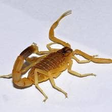 Escorpião - Tytius Serrulatus | Escorpião Amarelo.