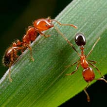 Formiga Lava-Pé (Solenopsis spp)