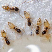 Formiga Fantasma (Tapinoma melanocephalum)