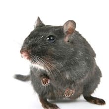 Ratos, ratos de telhado, ratazanas e camundongos.