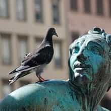 Pombo em estátua.