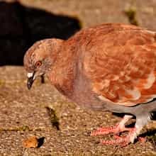 Pombo.