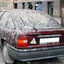 Fezes de pombos em carro.