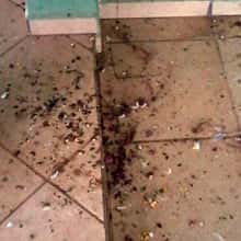 Fezes de pombos no chão de residência.